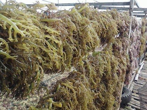 download lagu mp3 mp4 Agar Agar Seaweed, download lagu Agar Agar Seaweed gratis, unduh video klip Agar Agar Seaweed