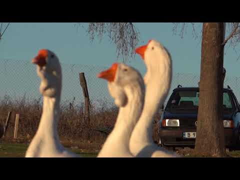 Video 5.Family number 9, RUSLAN white with BOGDANA  white & OLYA  white