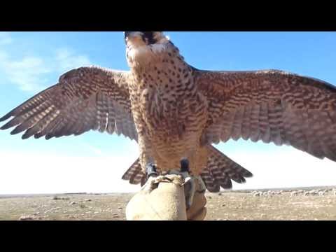 Barbary Falcon Intermiewed (Falco P. Pelegrinoides)Morocco/شيهانه جبليه بكره/شاهين جبلي بوبيت
