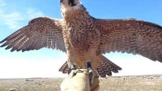preview picture of video 'Barbary Falcon Intermiewed (Falco P. Pelegrinoides)Morocco/شيهانه جبليه بكره/شاهين جبلي بوبيت'