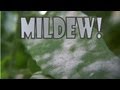 Controlling Powdery Mildew