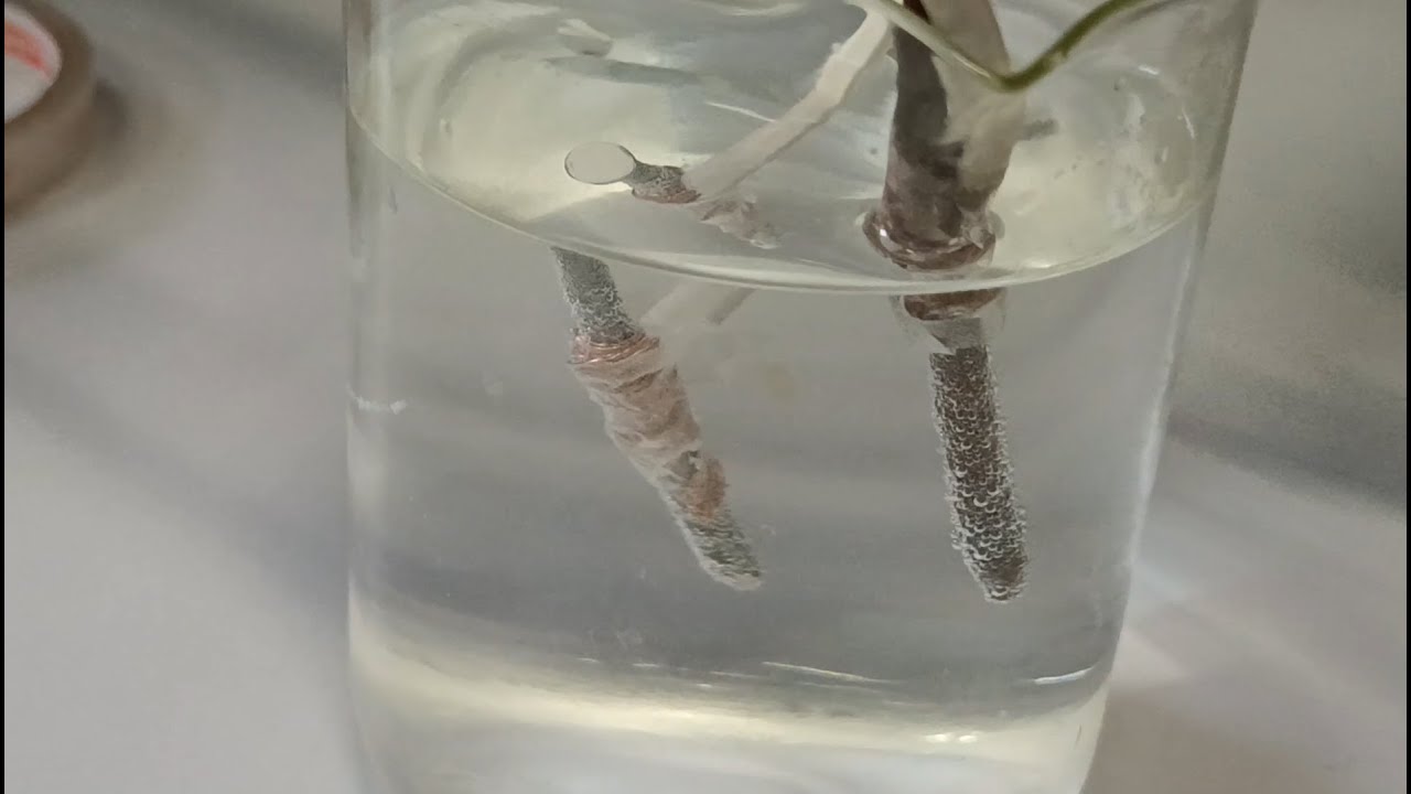 Eletrólise aquosa com solução de bicarbonato de sódio #eletrolise #experimento #experiencia