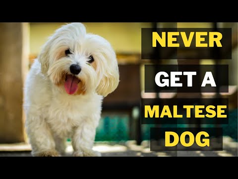 7 Reasons Why You Should Never Own Maltese Dogs