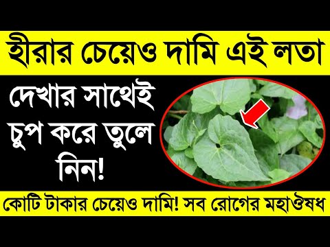 কোটি টাকার চেয়েও বেশি দামি এই লতা || জার্মান লতা পৃথিবীর সবচেয়ে দামি ঔষধ || একবার খেলেই সব রোগ খতম!