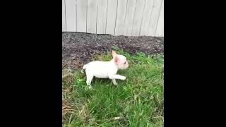 Video preview image #5 French Bulldog Puppy For Sale in WARSAW, IN, USA