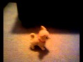 Mechanical chihuahua