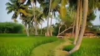 World coconut tree day status song