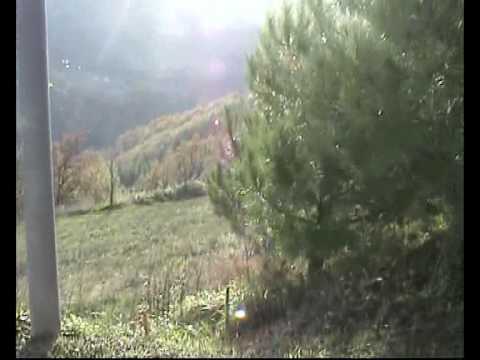 olmo gentile autunno 08