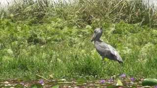 preview picture of video 'Shoebill (Bird) hunting and catching Fish (Uganda, Mabamba, 2009)'