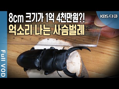장수풍뎅이로 20억 벌었다!  '신블루오션' 돈 벌레가 몰려온다~ (KBS 20110121 방송)