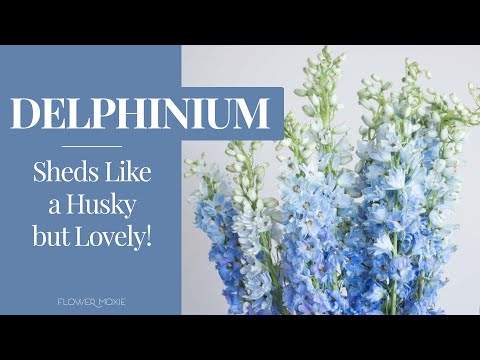 Delphinium 101: Sheds Like a Husky, but Lovely!