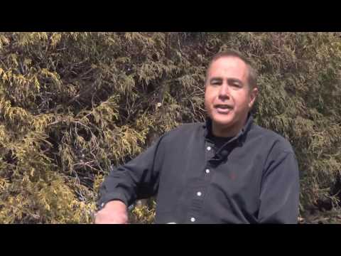 In the Garden - Pruning Evergreens