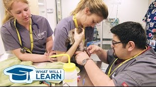 What Will I Learn: Veterinary Technology