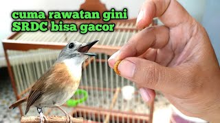 Download lagu Beginners must know! Here are tips for daily SRDC treatment to be diligent in sound mp3 Download lagu Beginners must know! Here are tips for daily SRDC treatment to be diligent in sound mp3