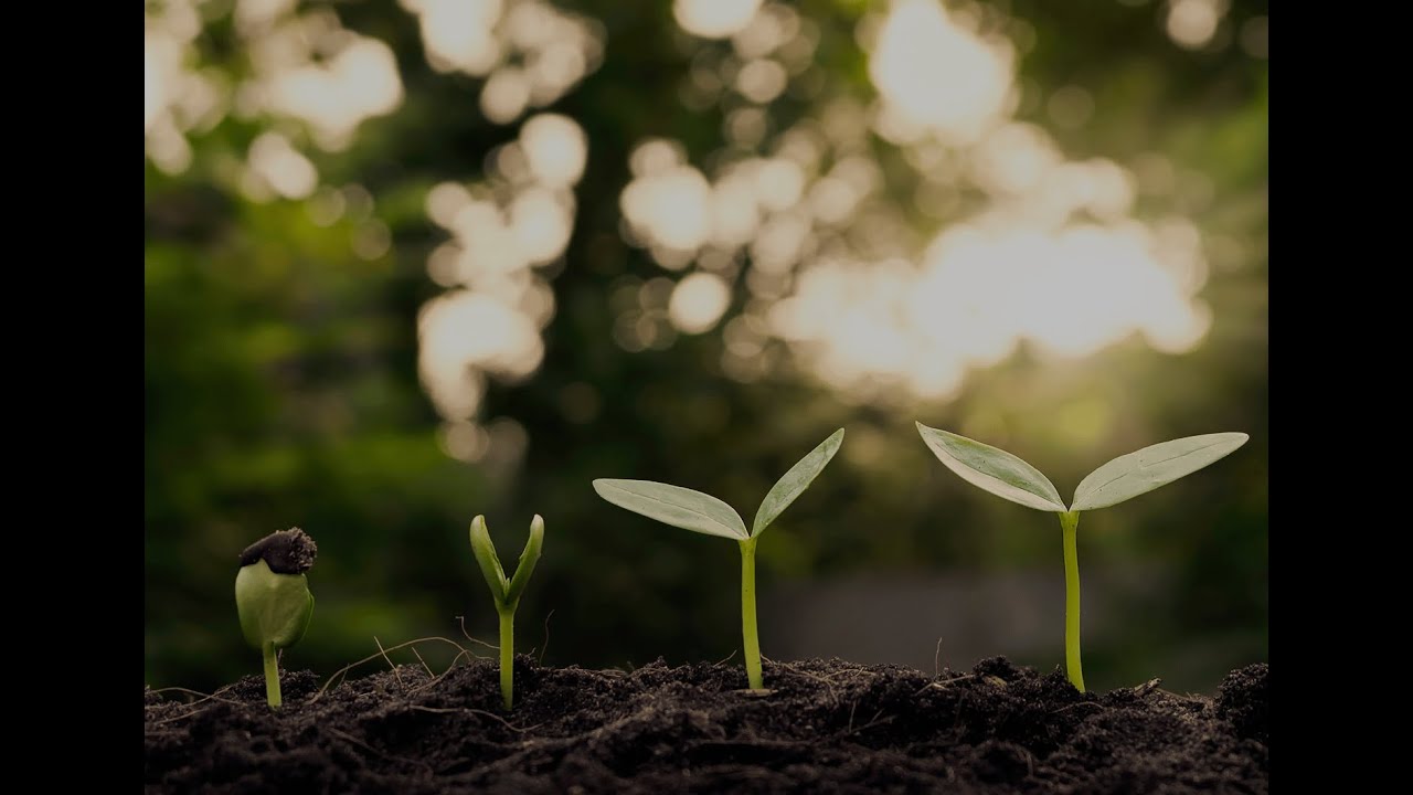 Designing for Tomorrow A Blueprint for Sustainable Architecture