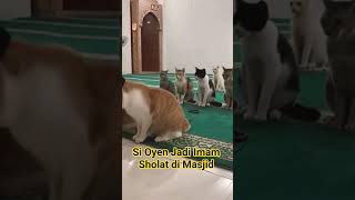 Download lagu Si Oyen Jadi Imam Sholat di Masjid  #cat #catvideos #funny #catshorts #kucing #sioyen #oyen mp3