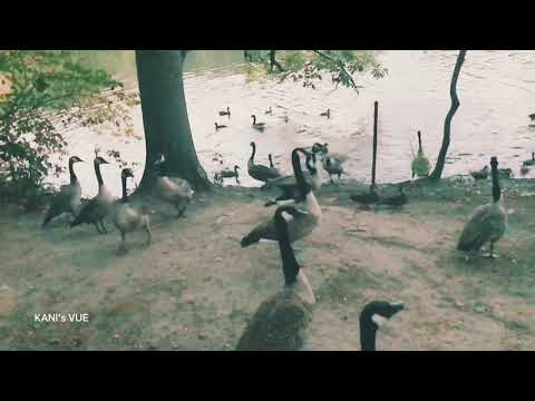 Olmsted Park - Part 1