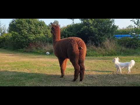 jumping and bouncing like a lama alpaca baby Moushi in the garden