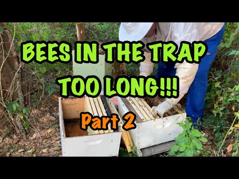 BEES in a SWARM TRAP for TOO LONG - Part 2 - My SOLUTION