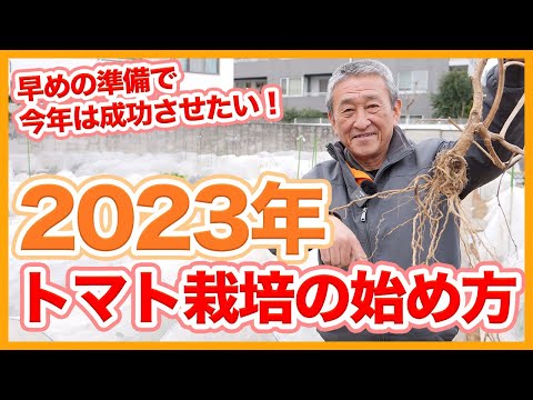  2023年にトマトをいつどのように播種するか？初心者の庭師のための完全なガイド  庭園