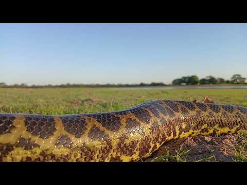 Pantanal Melgacensse .Barão de Melgaço MT 