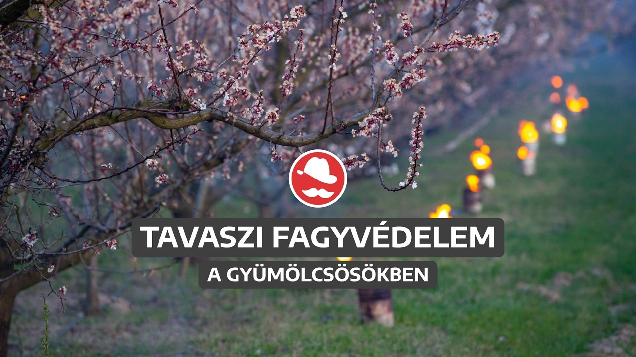 Ha jön a fagy, hogyan védjük a gyümölcsfákat?