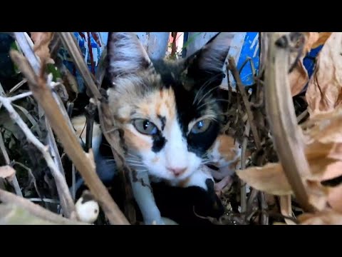 A Beautiful Calico Cat Hides Her Newborn Kittens Among The Leaves Of Plants.