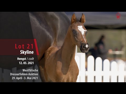 Westfälische Dressurfohlen-Auktion Lot 21 Skyline HF v. Selectric - Rubin Royal