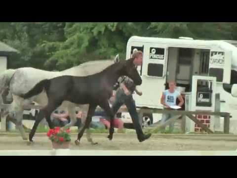 Hengstfohlen Casall x Cassini I  Fohlenschau 2017