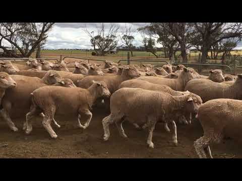 Corrigin Circuit - Rockwell Green