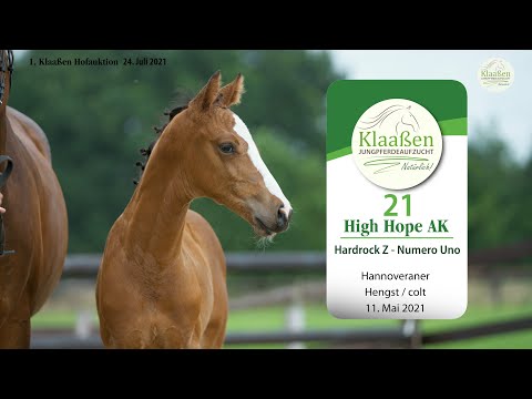 Hofauktion Klaaßen Katalog-Nr. 21 High Hope AK Hengst v. Hardrock Z - Numero Uno