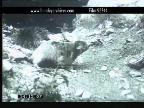 Alpine Marmot, 1950's - Film 92344