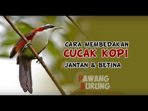 download lagu mp3 mp4 Gambar Cucak Kopi Jantan Dan Betina, download lagu Gambar Cucak Kopi Jantan Dan Betina gratis, unduh video klip Gambar Cucak Kopi Jantan Dan Betina