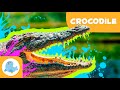 CROCODILES Animals For Kids ️ Episode 14