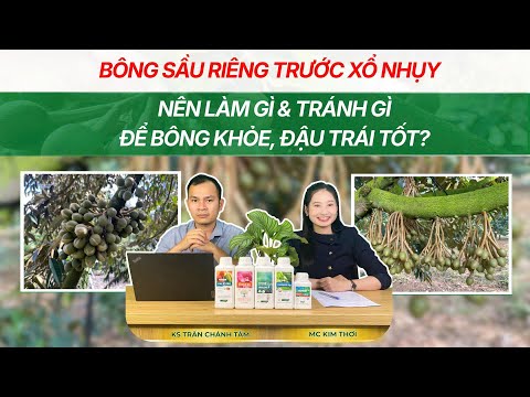 NUÔI BÔNG SẦU RIÊNG TRƯỚC XỔ NHỤY - NÊN LÀM GÌ VÀ CẦN TRÁNH GÌ ĐỂ BÔNG KHỎE, ĐẬU TRÁI TỐT?
