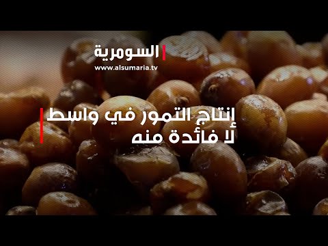 شاهد بالفيديو.. إنتاج التمور في واسط لا فائدة منه بسبب التهريب
