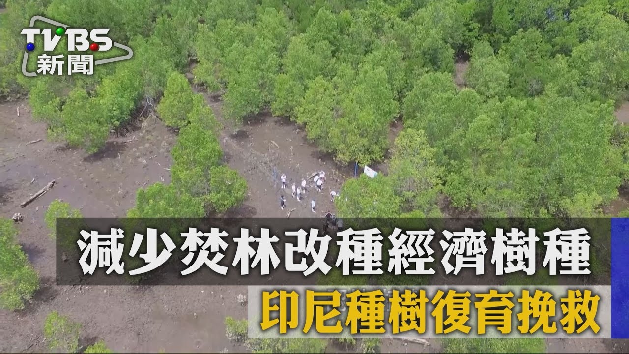 減少焚林改種經濟樹種 印尼種樹復育挽救