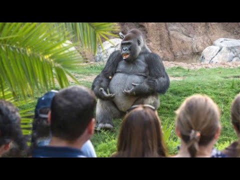 Top 10 Animals Who Can Talk