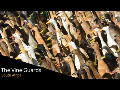 The Runner Ducks of Vergenoegd Wine Estate in Stellenbosch, South Africa
