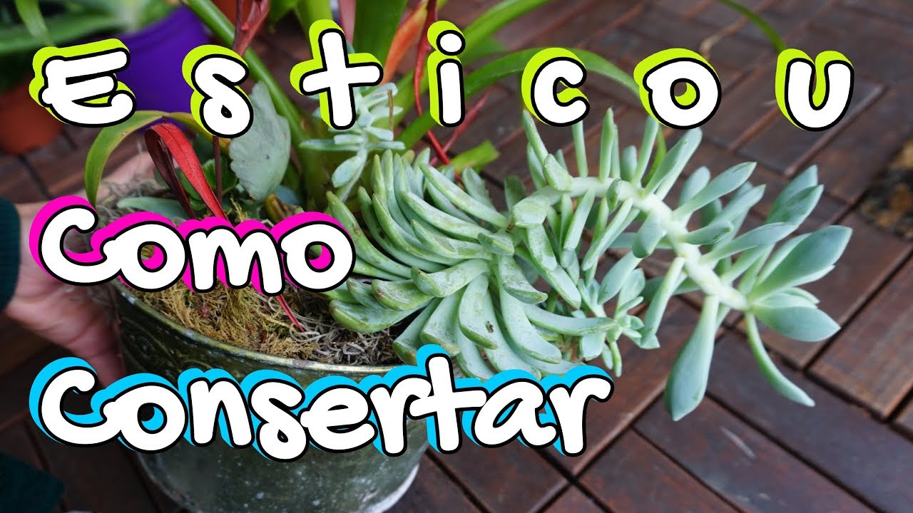 A Suculenta esticou? Jeito fácil de resolver suculentas estioladas por Querida Planta