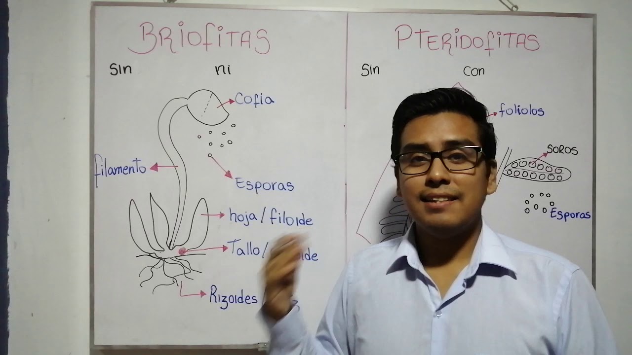 REINO PLANTAE (BRIOFITAS Y PTERIDOFITAS) - 2° SECUNDARIA