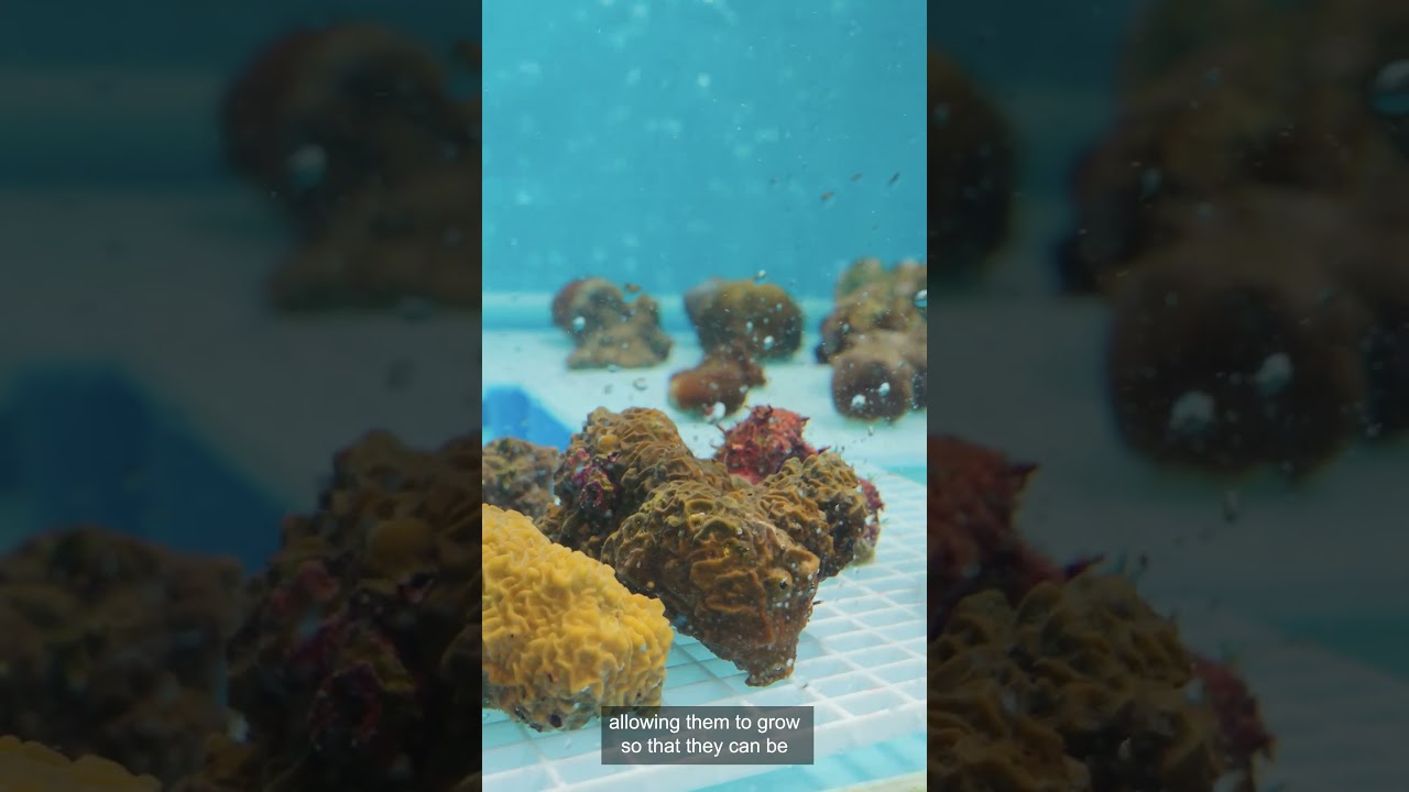 Innovation at the heart of reef restoration 🪸