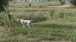 preview picture of video 'quail hunting with best pointer in Pakistan'