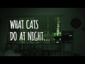 ¿Qué hacen los gatos de noche?