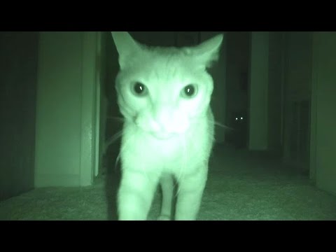 What Cats Do At Night...