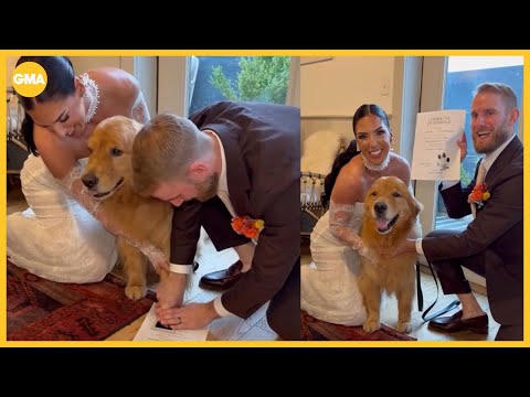 Golden retriever is witness to parents' marriage, walks down aisle - YouTube