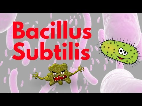Bacillus subtilis