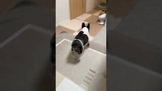 ママが買い物に行くのが心配で心配で仕方ないフレブル
