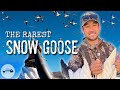 Snow Goose Hunting in Northern California (Bagging a Rare Banded Bird)