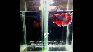 Download lagu Story Wa Kata-Kata Motivasi Versi [Ikan Cupang] mp3